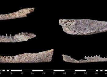 Hallan algo nunca visto en las tumbas del antiguo Egipto