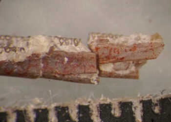 Gusano fosilizado podría explicar los orígenes misteriosos de los anfibios