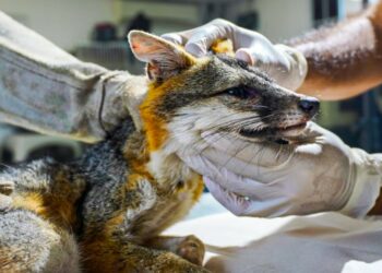 Autoridades rescataron a un zorro gris en una zona de cultivo de Sonsonate