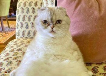 Olivia Benson, la gata de Taylor Swift, nombrada la tercera mascota más rica del mundo