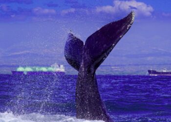 Temporada de avistamiento de ballenas jorobadas ha iniciado en las costas salvadoreñas según MARN