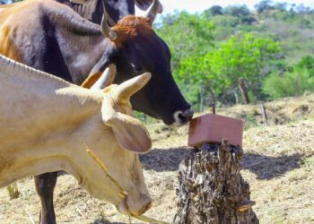 Agricultura refuerza alimentación bovina con bloques multinutricionales