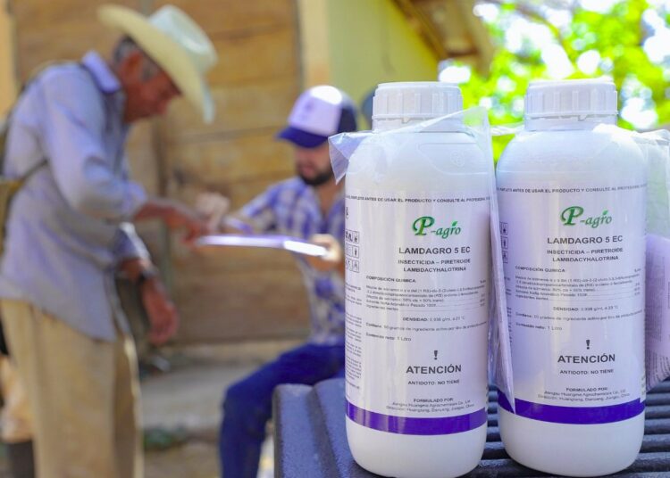 Agricultores de San Vicente son apoyados por el MAG para controlar brote de langosta