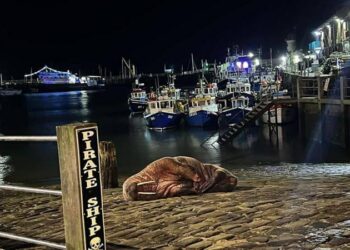 (VIDEO) Cancelan el espectáculo pirotécnico de Año Nuevo en una ciudad británica para no asustar a una morsa