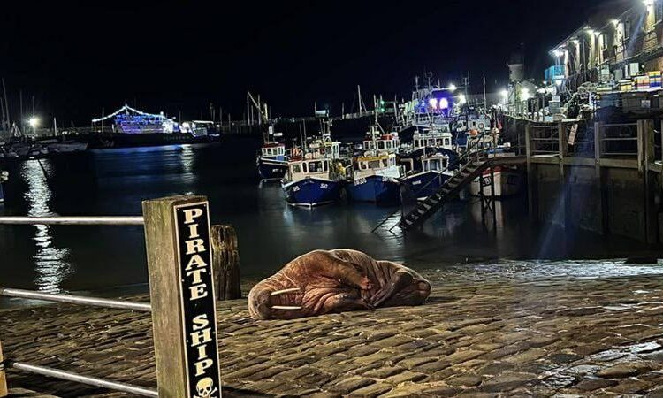 (VIDEO) Cancelan el espectáculo pirotécnico de Año Nuevo en una ciudad británica para no asustar a una morsa