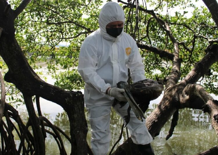 Honduras declara emergencia sanitaria por influenza aviar