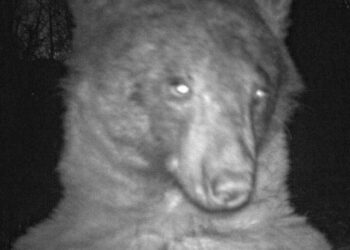 Un oso curioso descubre una cámara trampa y se hace 400 selfis