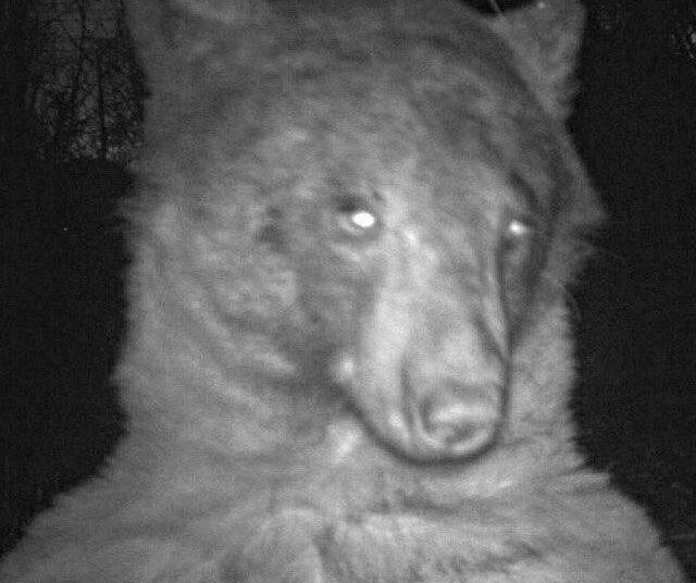 Un oso curioso descubre una cámara trampa y se hace 400 selfis