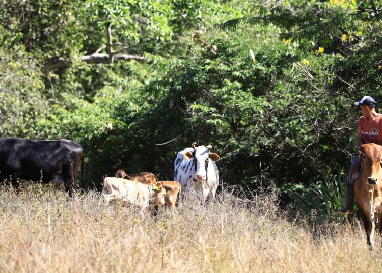 Jonathan Umaña, de ordeñar vacas a entrenar en Portugal