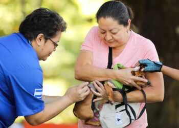 Instituto de Bienestar Animal realizó jornada médica veterinaria en Planes de Renderos