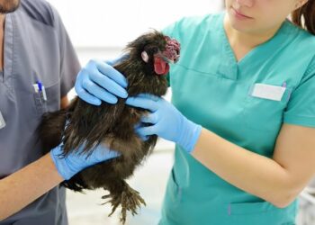 Ecuador confirma el primer caso de gripe aviar en humanos