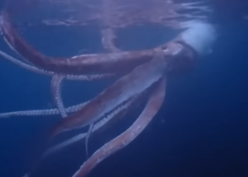 Buceadores japoneses filman el momento en que se encuentran con un calamar gigante