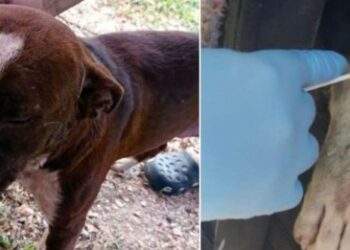 Dueño de dos perros pitbull deberá cubrir los gastos por la muerte de un campesino que fue atacado por sus animales