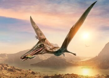 Descubren accidentalmente un fósil de pterosaurio con un detalle nunca antes visto