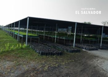 Gobierno lanza Plan de Reforestación 2023