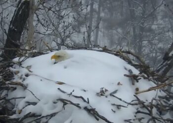 (VIDEO) Un águila calva incuba sus huevos pese a estar prácticamente cubierta por la nieve