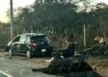 VIDEO | Conductor impacta contra 2 vacas cerca de redondel Integración y termina hospitalizado