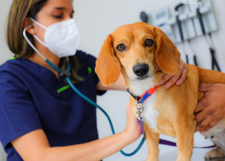Desarrollan campaña de esterilización animal en refugio de Santa Tecla