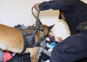 Capturan a cuatro personas por tráfico de droga en vivienda ubicada en San Salvador