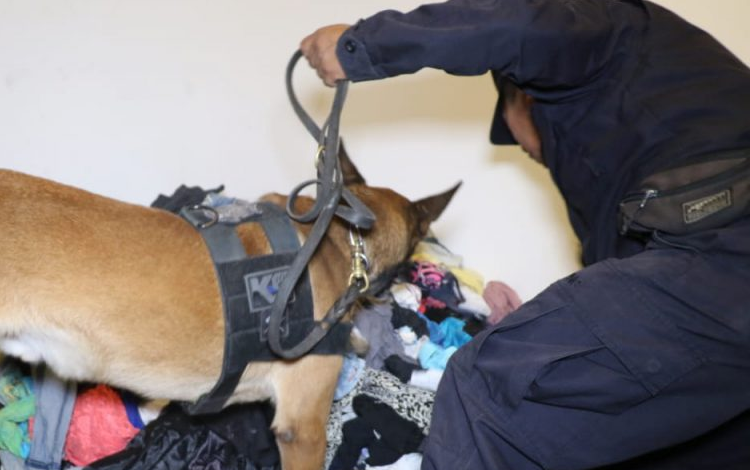 Capturan a cuatro personas por tráfico de droga en vivienda ubicada en San Salvador