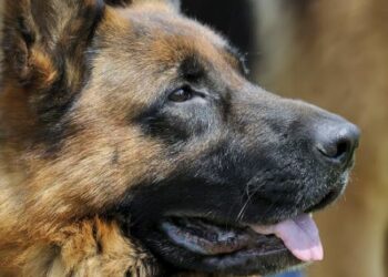 Detienen a sujeto que disparó a un perro pastor alemán hasta causarle la muerte