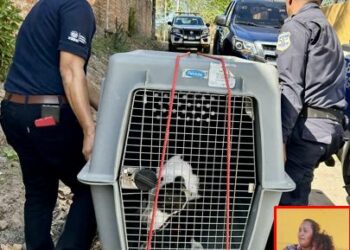 Sancionarán a dueño de pitbull que atacó a niña en San Pedro Masahuat