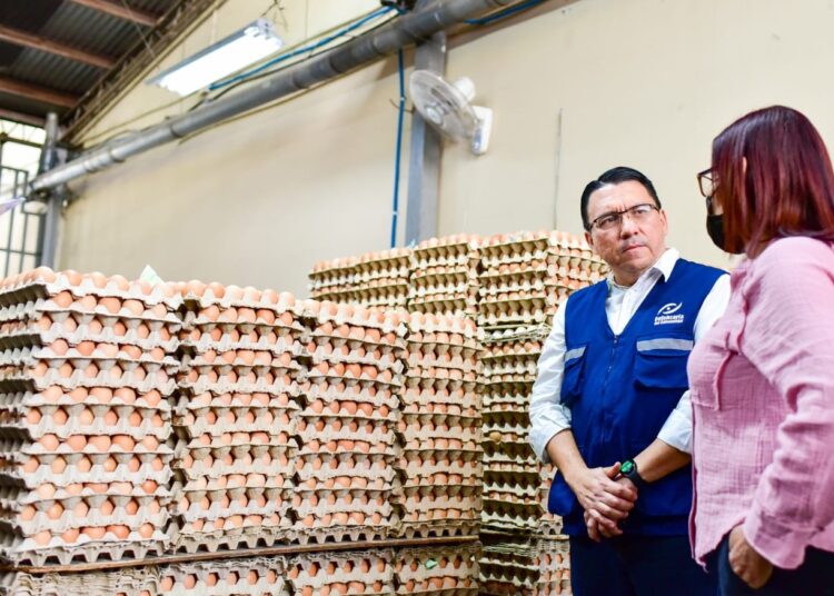 Autoridades implementan un monitoreo en la cadena de producción avícola para prevenir casos de gripe aviar