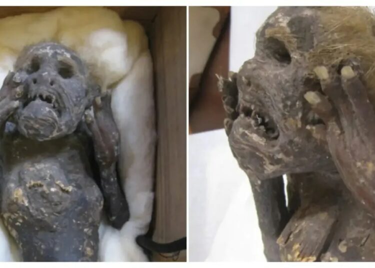 Resuelven el misterio de la «sirena» momificada ‘pescada’ en Japón