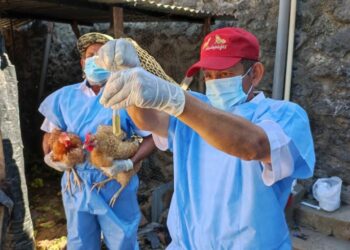 Gobierno refuerza medidas sanitarias en zonas costeras para evitar influenza aviar