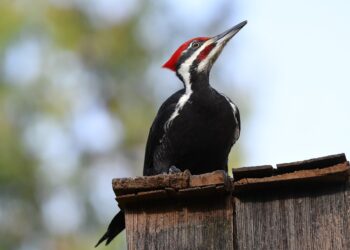 Un pájaro carpintero llena las paredes de una casa con más de 300 kilos de bellotas