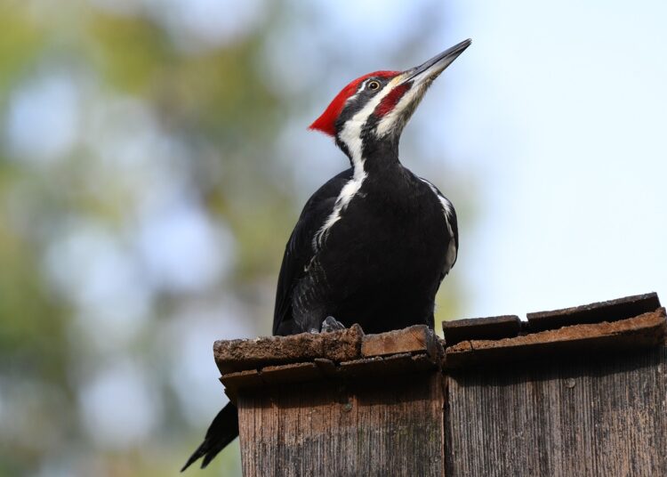 Un pájaro carpintero llena las paredes de una casa con más de 300 kilos de bellotas
