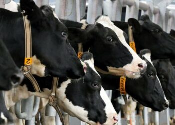 Brasil confirmó un caso de vaca loca