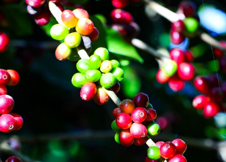 Tres millones de plantas de café serán donadas por el Gobierno a caficultores este año en diferentes zonas