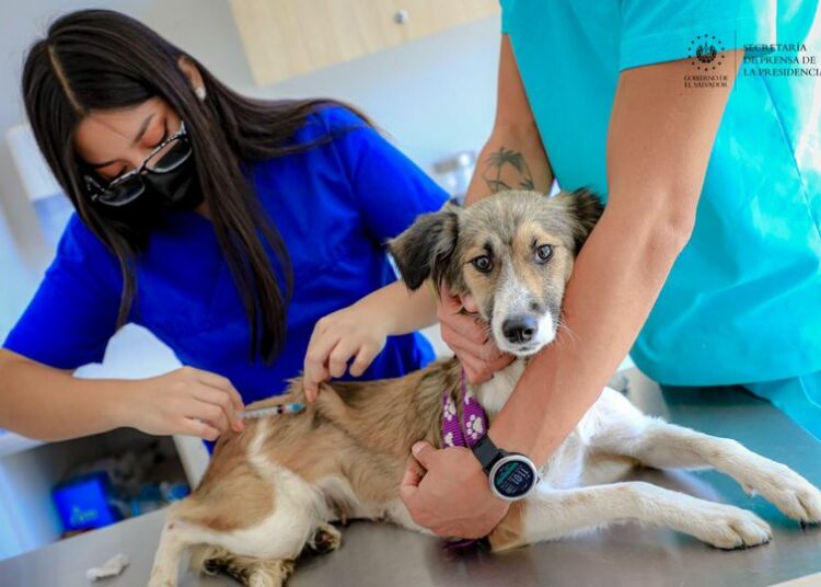 A un año de haber sido inaugurado, Chivo Pets sobrepasa las 700 mil atenciones