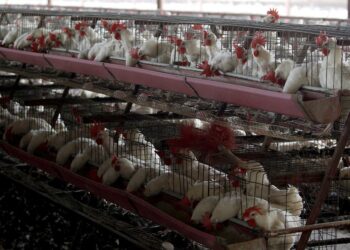Alarma por el rápido avance de gripe aviar en Latinoamérica