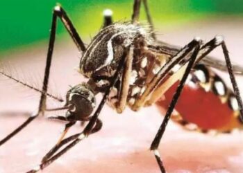 Dengue en Bolivia: los hospitales de Santa Cruz están saturados por la cantidad de casos