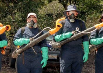 Fumigaciones preventivas contra proliferación de langosta protegen a fincas cafetaleras de Opico