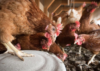 Guatemala detecta caso de gripe aviar y declara emergencia sanitaria en todo el país