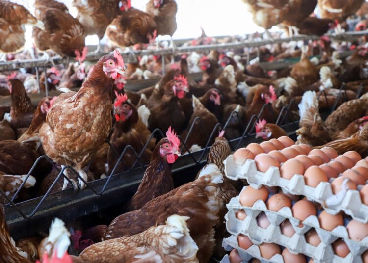 El Salvador se encuentra preparado para prevenir la gripe aviar