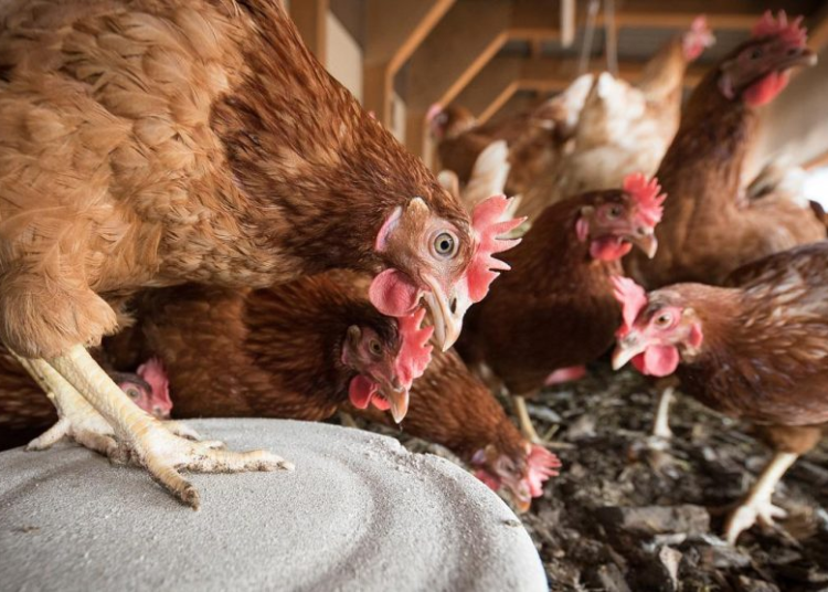 Guatemala detecta caso de gripe aviar y declara emergencia sanitaria en todo el país