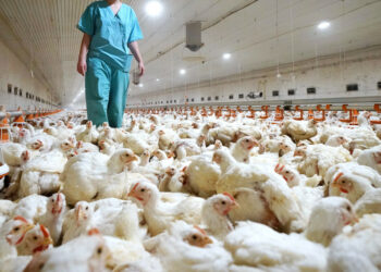 La OMS advierte que es necesario prepararse para una pandemia de gripe aviar