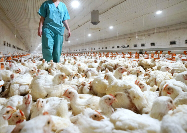 La OMS advierte que es necesario prepararse para una pandemia de gripe aviar