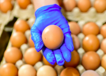Defensoría realizó inspección en Grupo Bolher, para garantizar calidad y estabilidad de precios de huevos