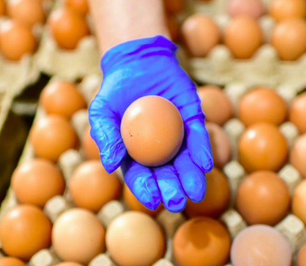 Defensoría realizó inspección en Grupo Bolher, para garantizar calidad y estabilidad de precios de huevos