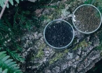 Científico japonés inventó un té elaborado con excrementos de oruga