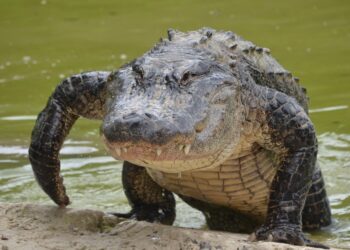 (VIDEO) Un cocodrilo atraviesa fácilmente una valla metálica en Florida