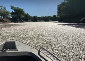 Millones de peces muertos aparecen flotando en un río de Australia
