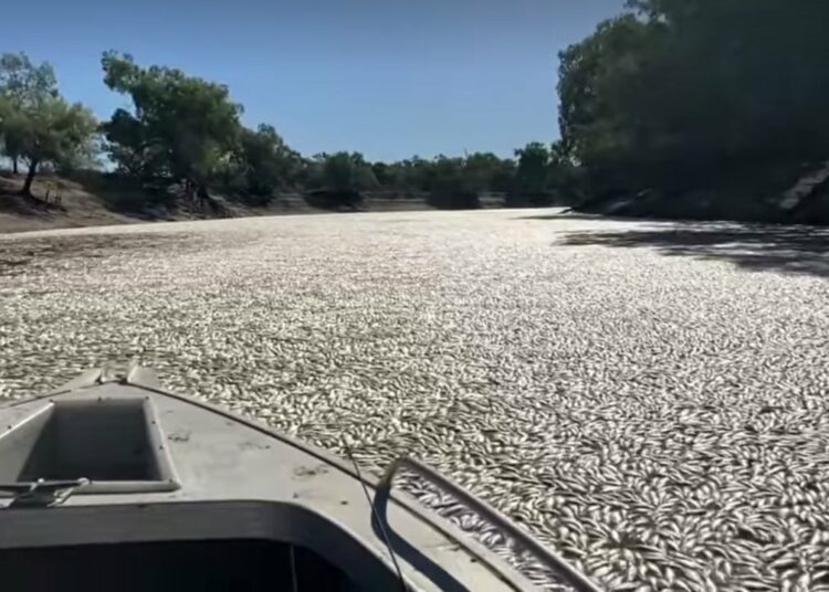 Millones de peces muertos aparecen flotando en un río de Australia