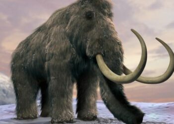 (VIDEO) Crean una albóndiga con carne cultivada de mamut