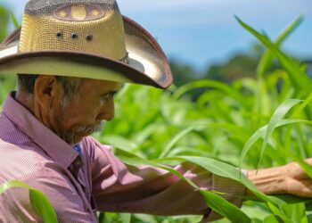 Diputados avalan exonerar a Agricultura del pago de impuestos en la compra de semillas e insumos